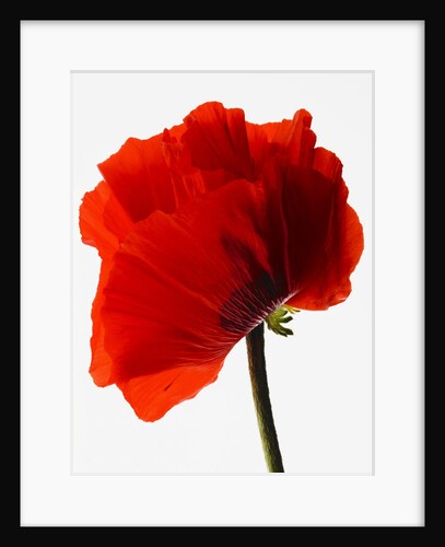Corn poppy by Anonymous