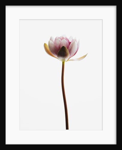 Water lily by Anonymous