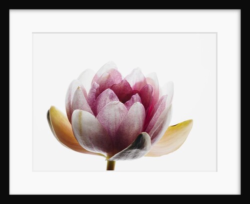 Water lily by Anonymous