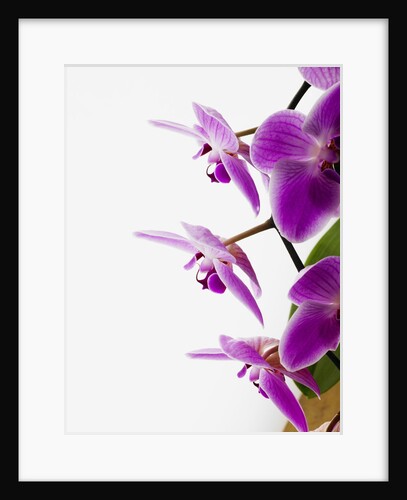 Phalaenopsis orchids by Anonymous