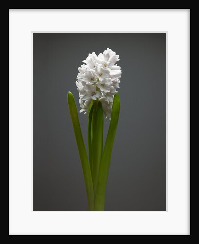 White hyacinth by Anonymous