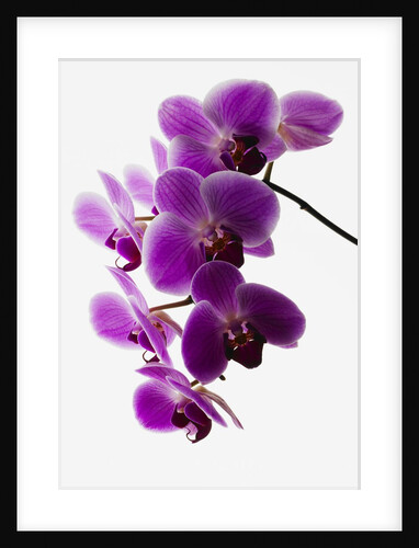 Phalaenopsis orchids by Anonymous