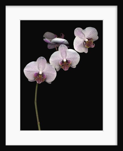 Phalaenopsis orchids by Anonymous