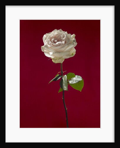 Pale rose on deep red background by Anonymous