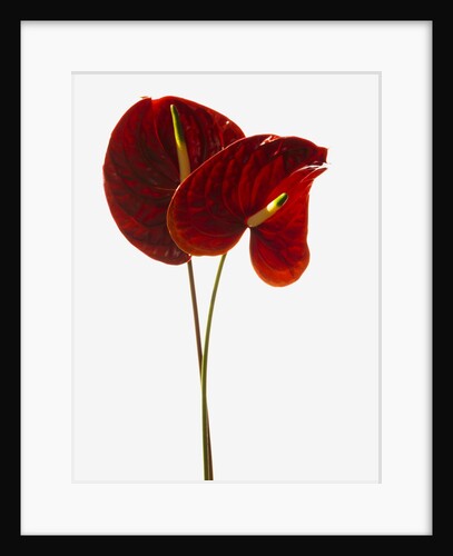Anthurium by Anonymous