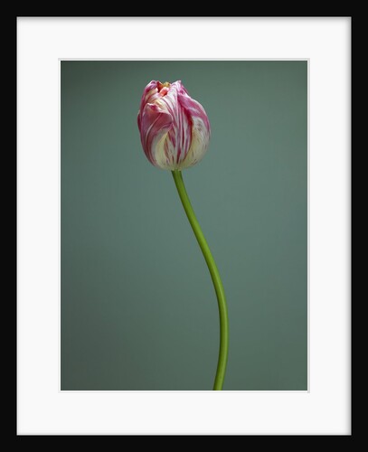 Pink and white tulip by Anonymous