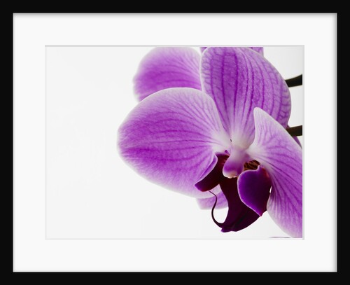 Phalaenopsis orchid by Anonymous