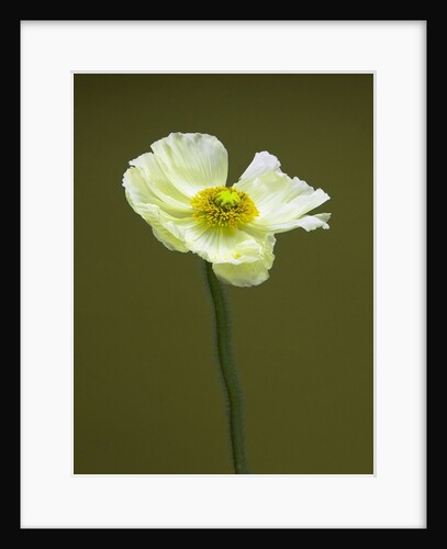 Pale yellow poppy by Anonymous