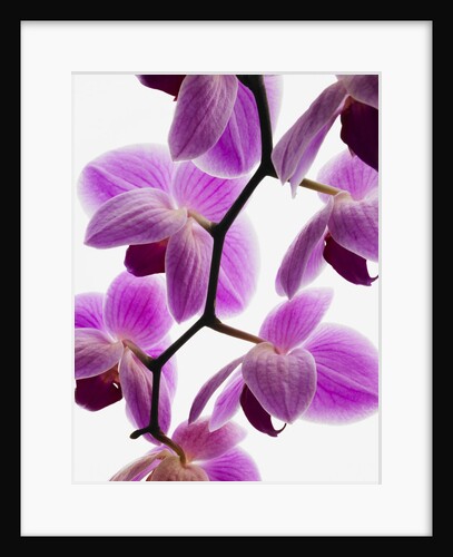 Phalaenopsis orchids by Anonymous