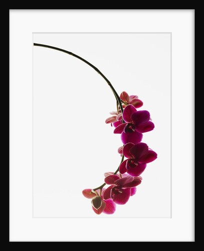 Phalaenopsis orchids by Anonymous