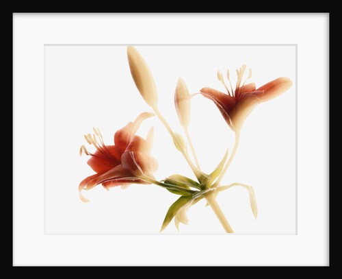 Asiatic lily by Anonymous