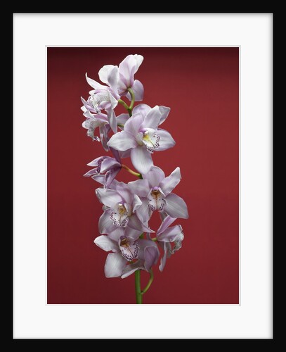 Cattleya orchid by Anonymous
