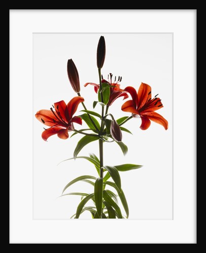 Asiatic lily by Anonymous