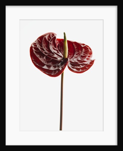 Anthurium by Anonymous