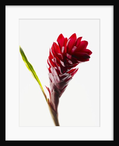 Red ginger by Anonymous