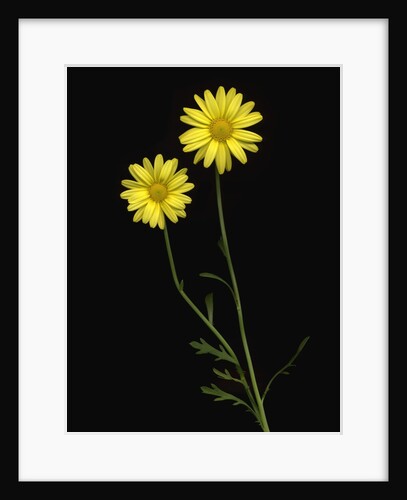 Paris daisies by Anonymous