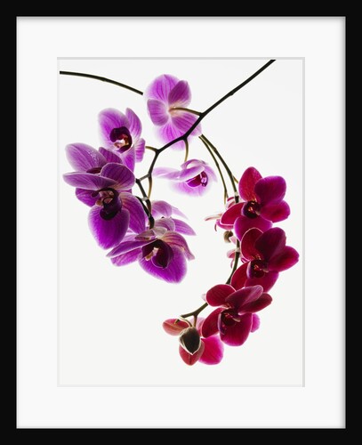 Phalaenopsis orchids by Anonymous