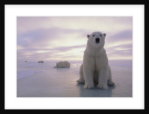 Polar Bears by Anonymous