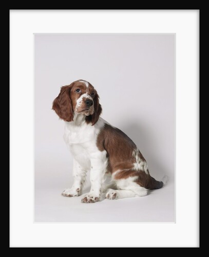 Springer spaniel by Anonymous