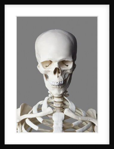 Human skull by Anonymous