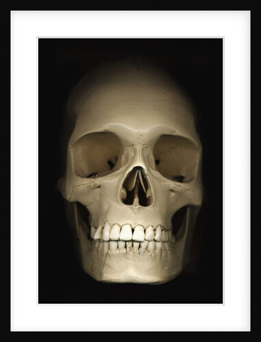 Human skull by Anonymous