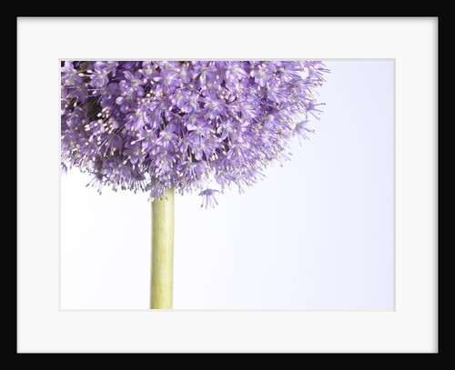 Persian onion by Anonymous