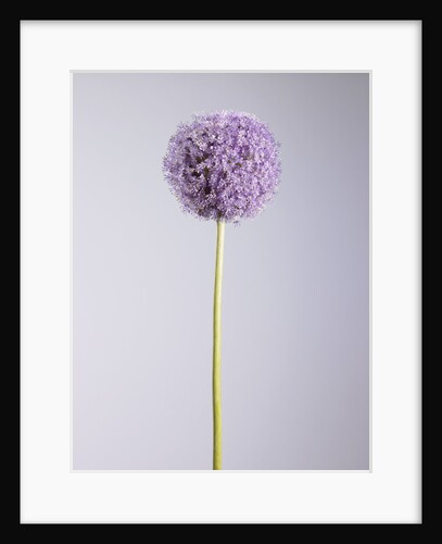 Persian onion by Anonymous