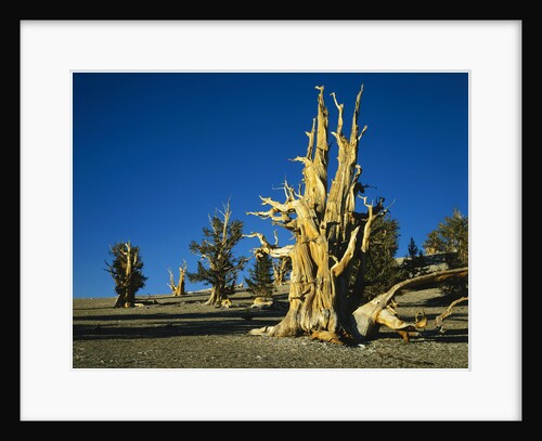 Bristlecone Pines by Anonymous