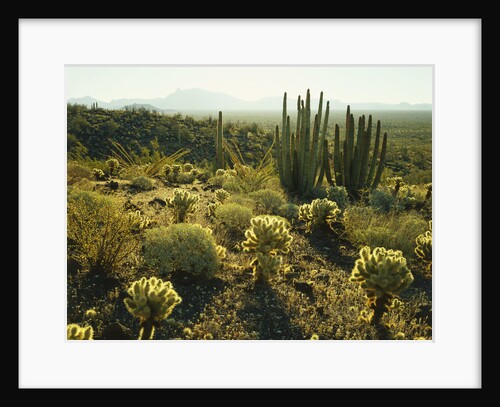 Sonoran Desert by Anonymous