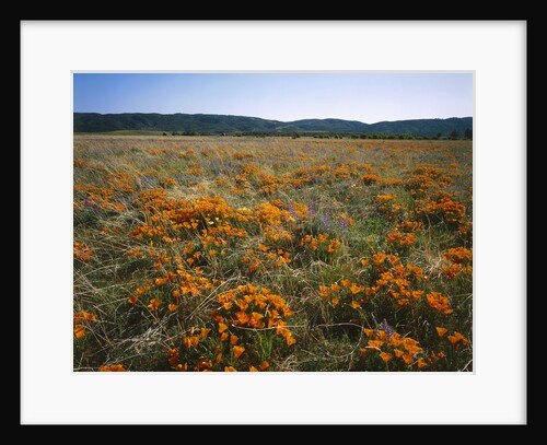 Antelope Valley California Poppy Reserve by Anonymous