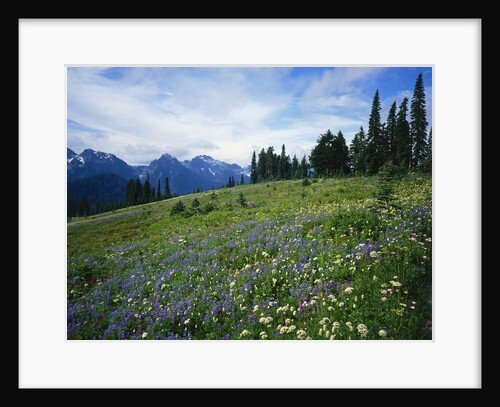 Paradise Meadow, Mt. Rainier National Park by Anonymous
