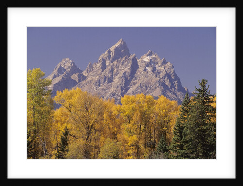Autumn Color in Grand Teton National Park by Anonymous