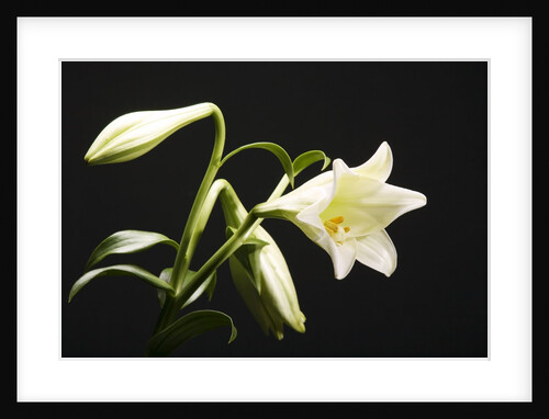 White Lilies by Anonymous