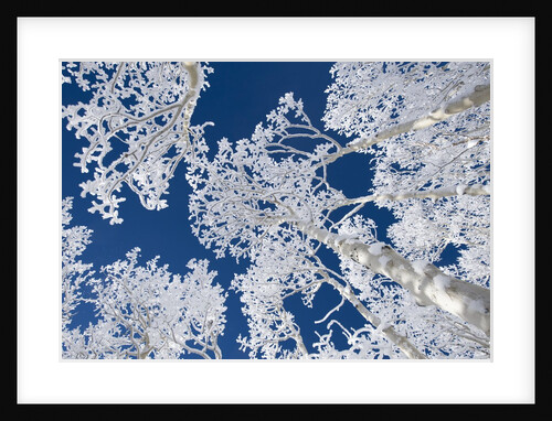 Aspen Trees with Snow by Anonymous