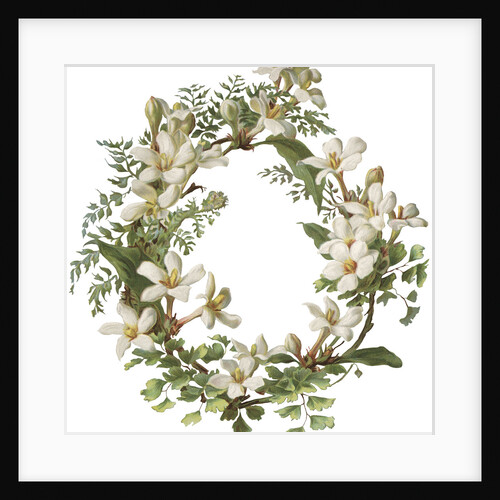 Illustration of Honeysuckle Border by Anonymous