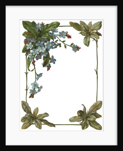 Illustration of Violet Border by Anonymous