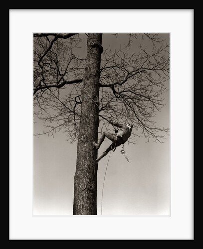 1940s Man Worker Tree Surgeon Climbing Elm Tree Trunk With Trim Saw Pruning Trimming Branches Limbs by Anonymous