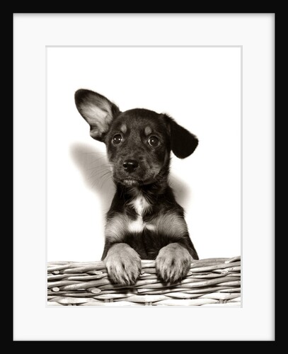 1950s Mutt Crossbreed Mongrel Puppy In Basket One Ear Up Other Down by Anonymous