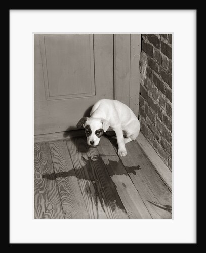 1950s Sad Dog In Corner Ashamed House Training Accident Wooden Floor by Anonymous