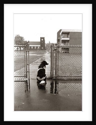 1970s Black White Spotted Dog Sitting In Rain Waiting By School Yard Gate For His Owner by Anonymous