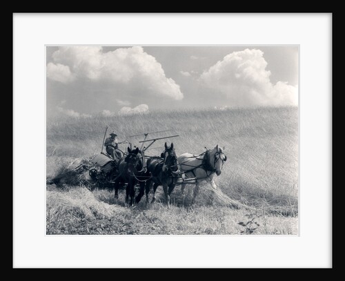 1920s 1930s Horse-Drawn Wheat Harvesting by Anonymous