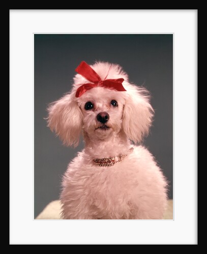 1960s White Poodle Wearing Gold Necklace Red Ribbon by Anonymous