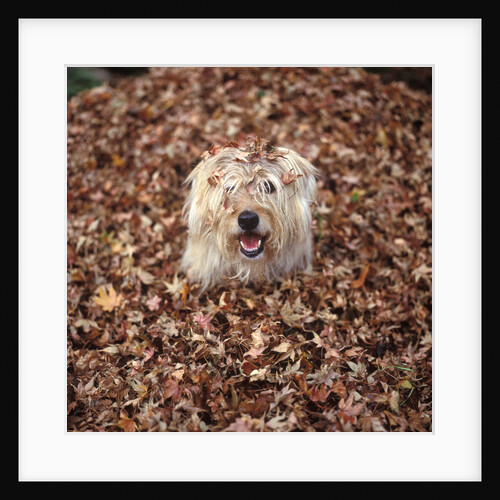 Dog Covered In Leaves Up To His Head by Anonymous