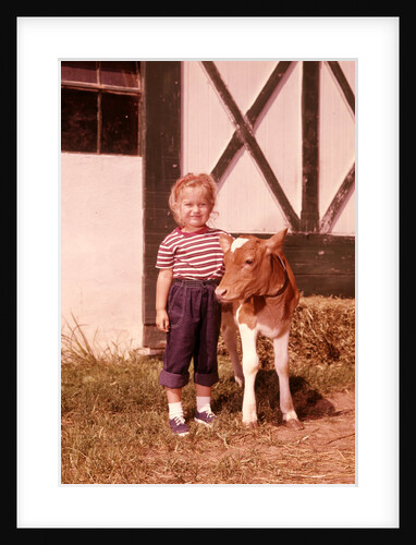 1950s 1960s Girl Rolled Up Denim Jeans With Guernsey Calf Outside Barn by Anonymous