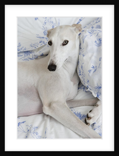 Greyhound Lying on Bed by Anonymous