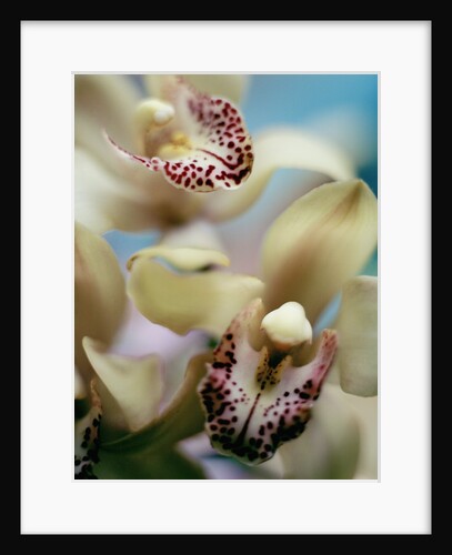 Close-up of Orchids by Anonymous