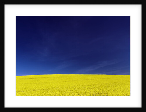 Yellow Field Against Blue Sky by Anonymous