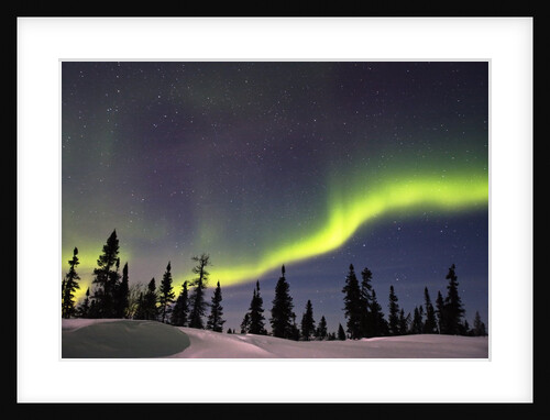 Aurora Borealis above Forest by Anonymous