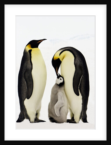Emperor Penguins Feeding Chick by Anonymous