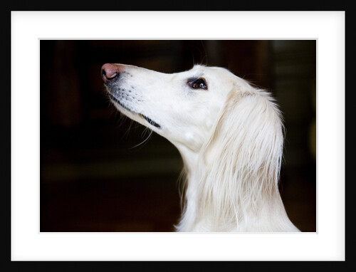 Saluki Looking Up by Anonymous